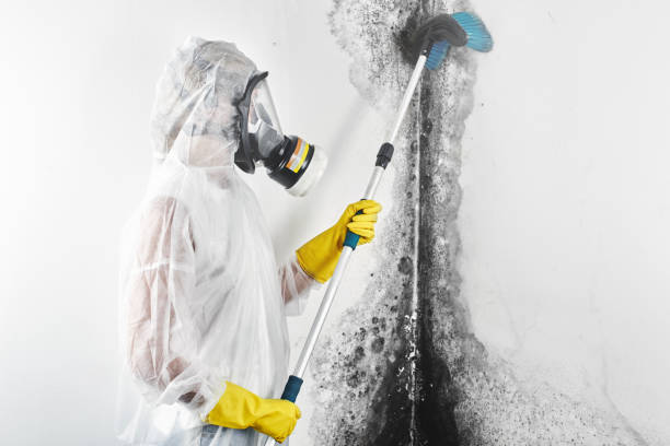 Best Air Quality Testing for Mold Spores  in Toronto, OH