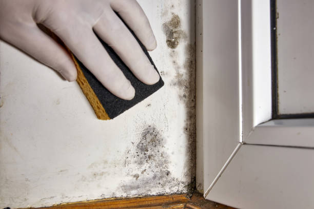 Best Environmental Consulting for Mold Prevention  in Toronto, OH